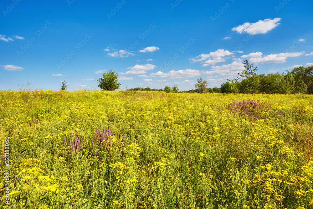 beautiful summer landscape with blossoming flowers meadow.