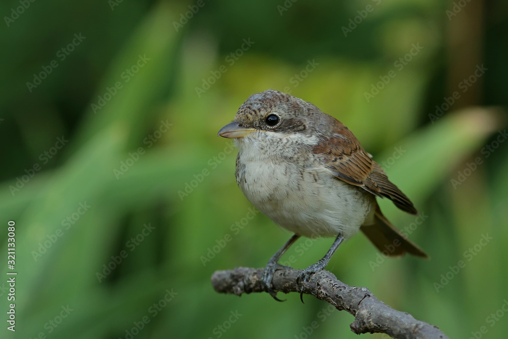 sparrow on a branch sparrow on a branch