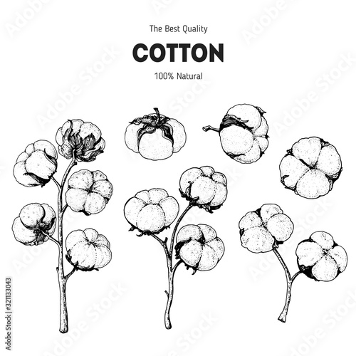 Cotton hand drawn sketch. Vintage vector illustration. Design template. Drawn with ink. Engraving style. Cotton illustration.