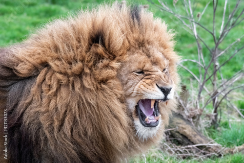 Large Male Lion Showing Its Teeth
