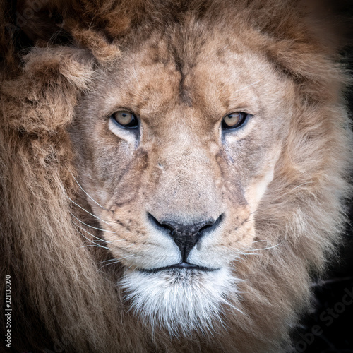 Front Portrait of a Large Male Lion 