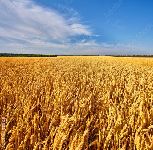 Field of Golden wheat under the blue sky