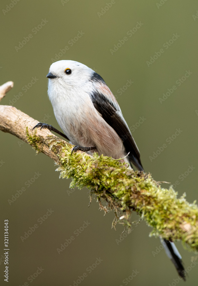 Fototapeta premium Long tailed tit (Aegithalos caudatus)