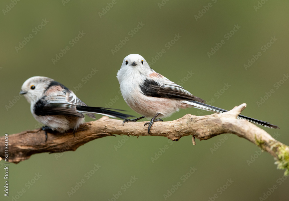 Fototapeta premium Long tailed tit (Aegithalos caudatus)