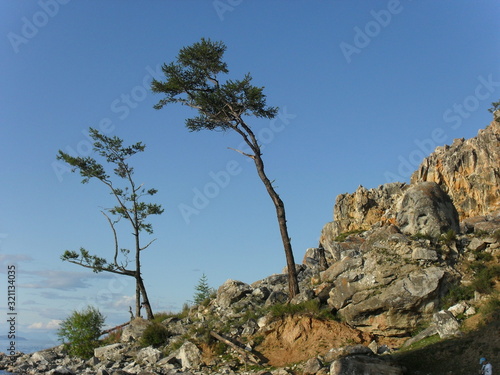 Baikal pines 2.1