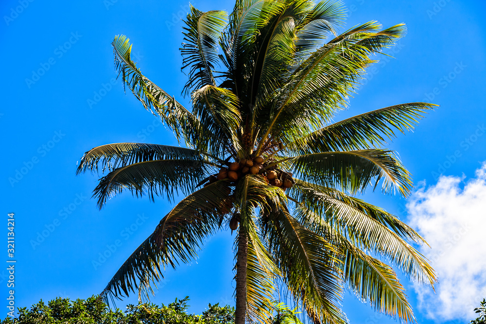 palm tree and blue sky