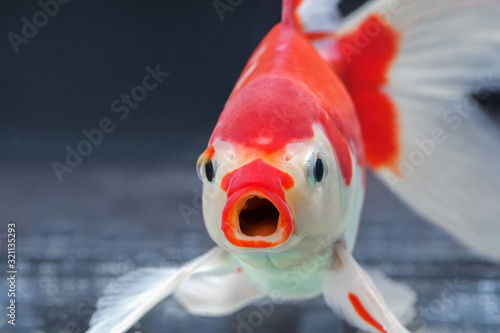 A fish with wide open mouth and big eyes, Surprised, shocked or amazed face front view