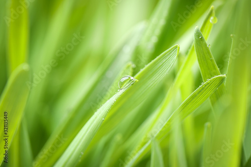 Green grass with water drops on blurred background  closeup