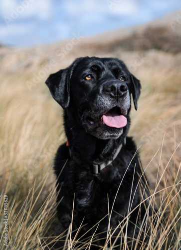 Fototapeta labrador retriver