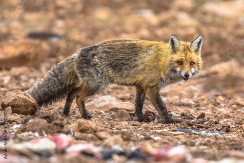 Red fox rocky environment © creativenature.nl