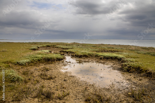 Salt marsh Ameland