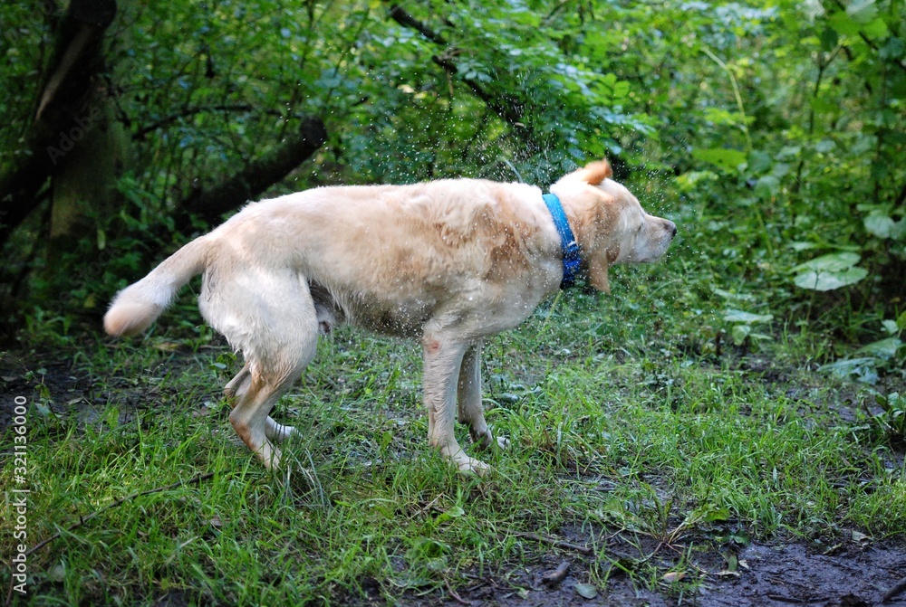 Golden labrador dog wet and shaking outside