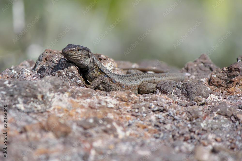 Lizard on stony ground Lizard on stony ground