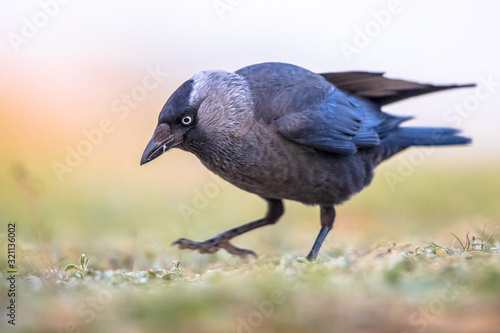 Foto Western jackdaw on bright background