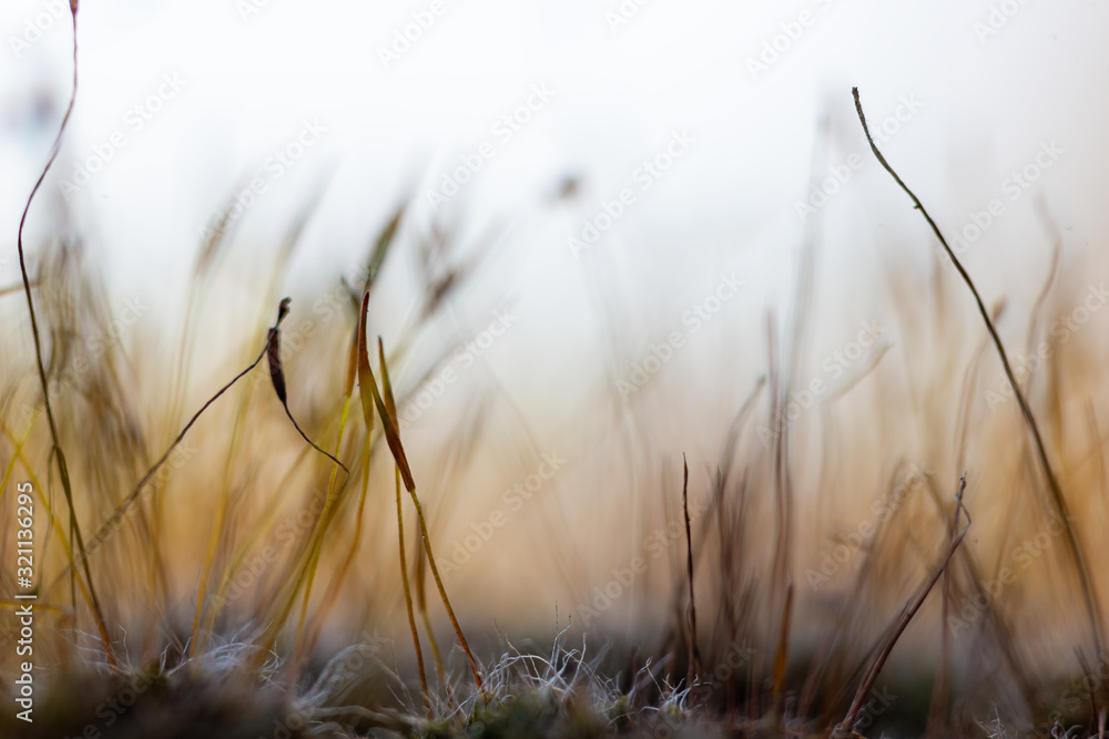 Landscape formed by sporangia Landscape formed by sporangia
