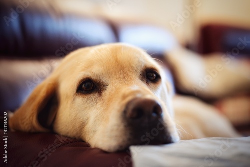 Golden labrador portrait lying on the sofa © Joseph
