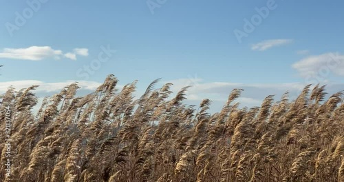 Reed over the blue sky