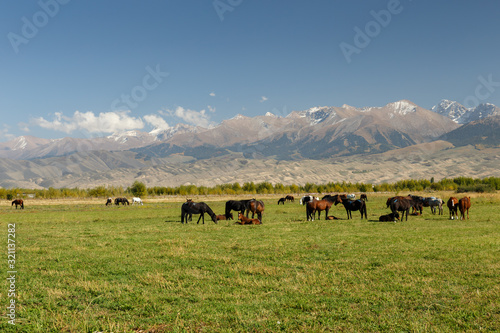 pasture in the mountains, horses graze in a green meadow on a background of mountains