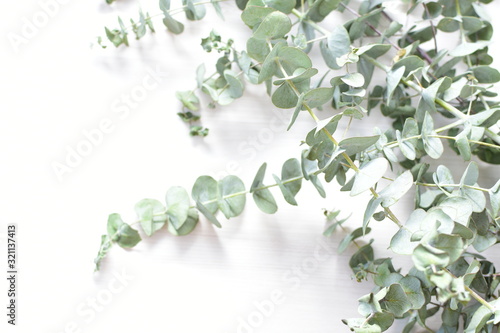 Eucalyptus gunnii - cider leaves, green