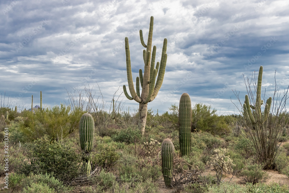 Giant Saguaro in Arizona's Expansive Sonoran Desert - Saguaro National Park, Tucson, Arizona, USA