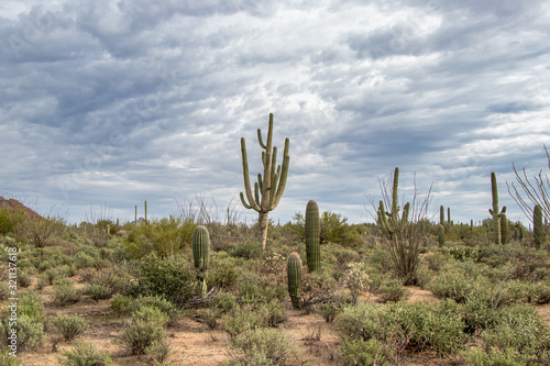 Giant Saguaro in Arizona's Expansive Sonoran Desert - Saguaro National Park, Tucson, Arizona, USA