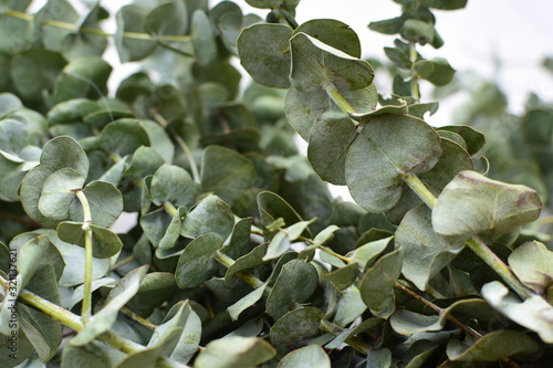 Eucalyptus gunnii - cider leaves, green