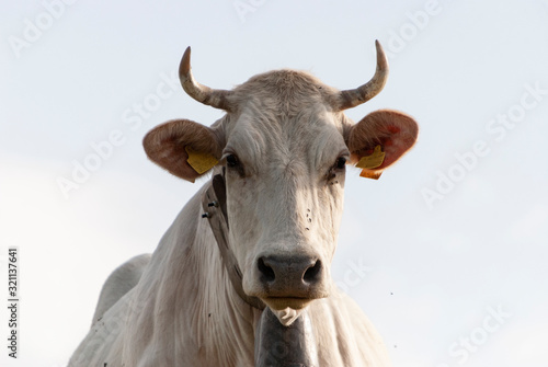 A cow in Southern Italian countryside (Basilicata)