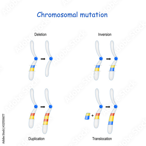 Chromosomal mutation: Inversion, Duplication, Translocation, Deletion.