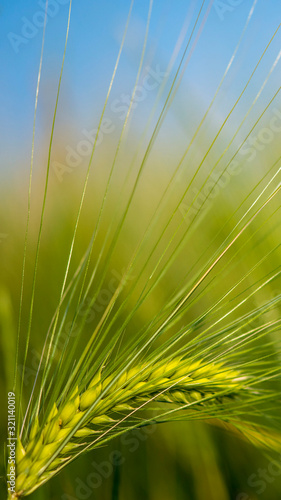 Wheat green background spring picture
