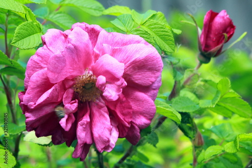 pink flower