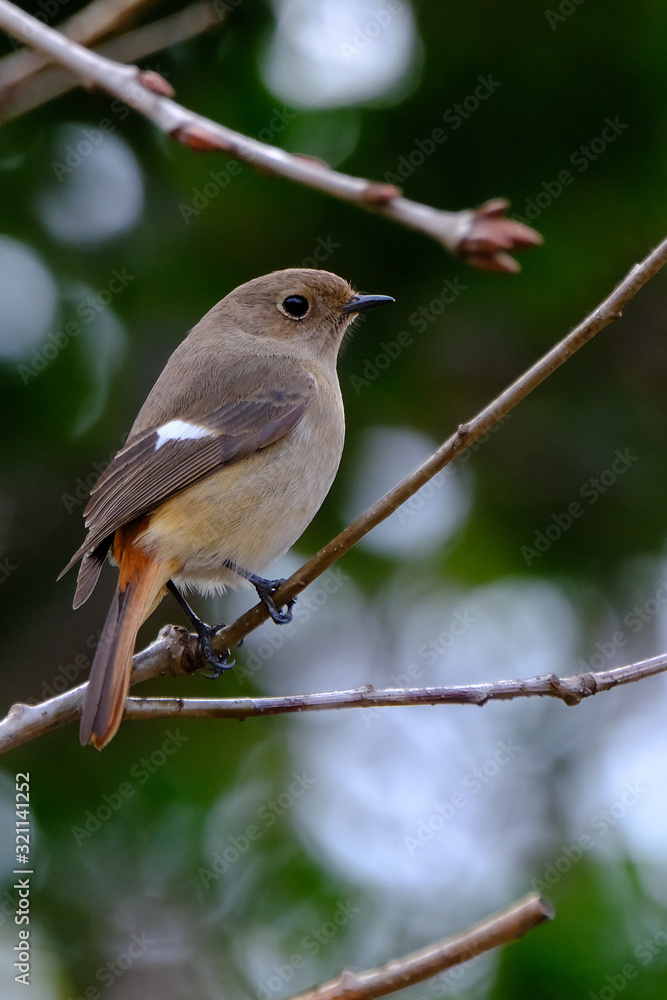 redstart on branch redstart on branch
