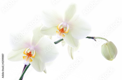 High key image of orchid flower emerging from white background.