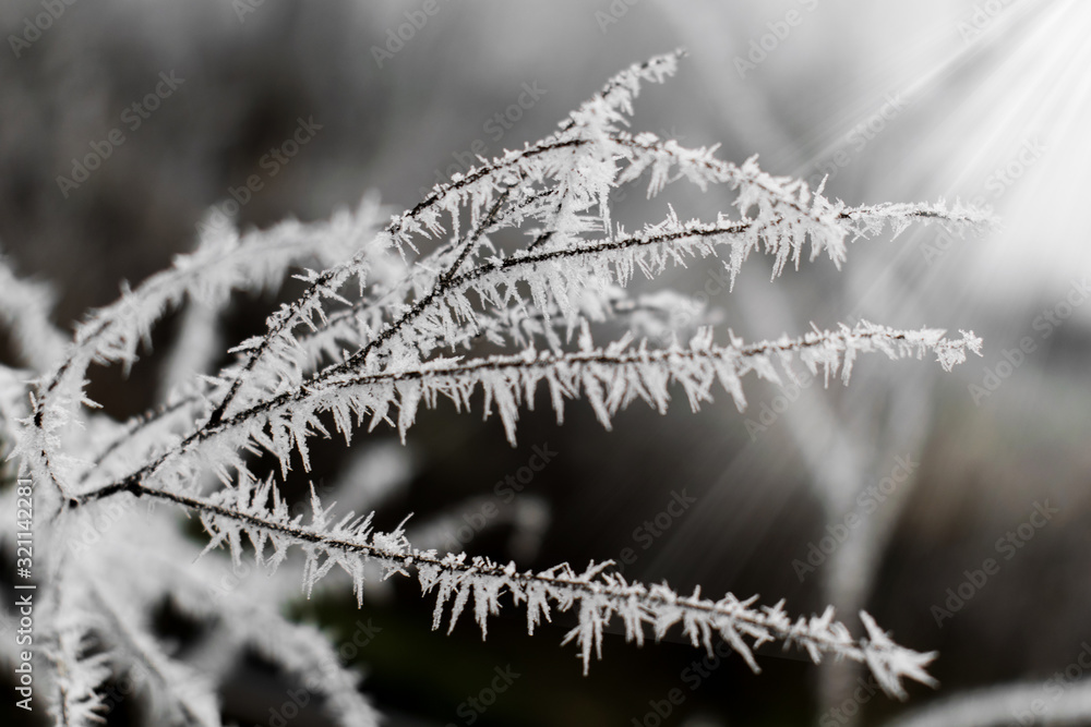 hoar-frost fallen on plants on a cold December day hoar-frost fallen on plants on a cold December day