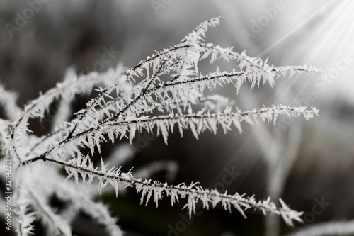 hoar-frost fallen on plants on a cold December day