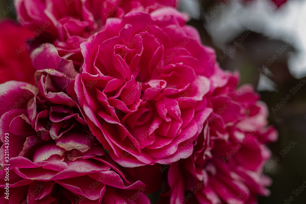 rosas rojas flores detalle de petalos