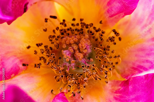 detalle de flor jardín de rosas