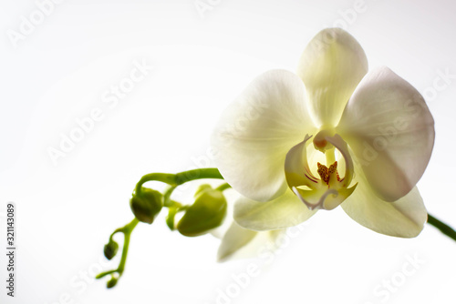 Beautiful white orchid with buds