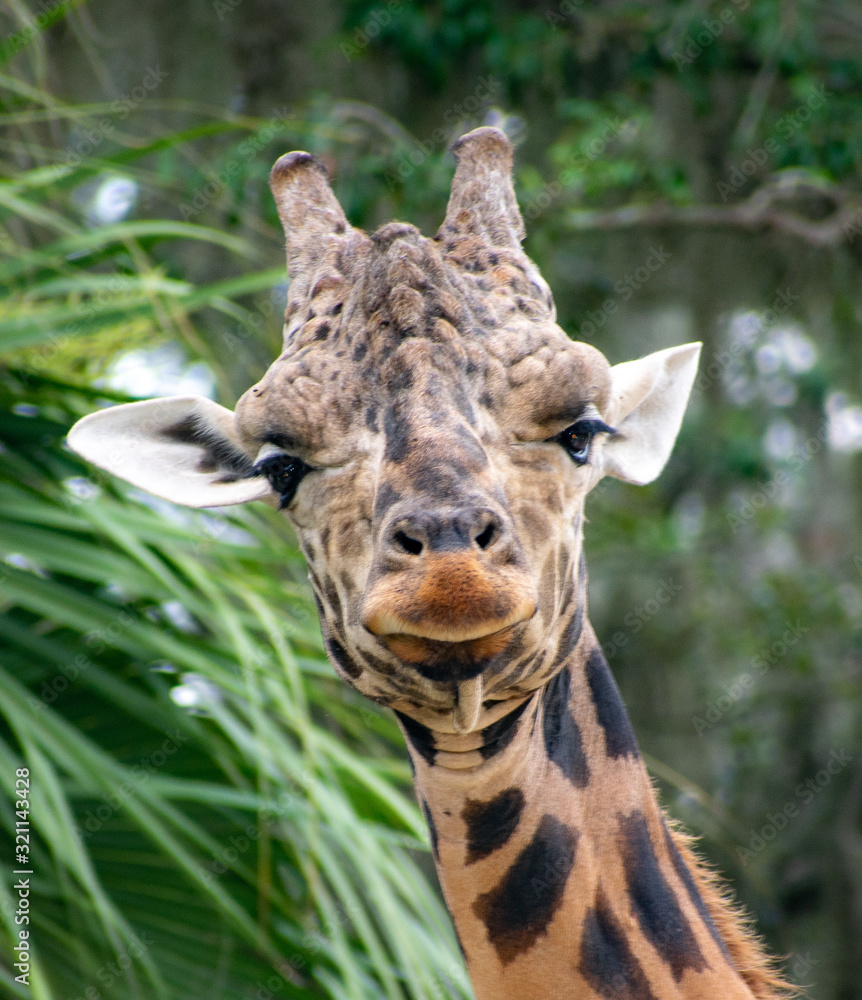 Obraz premium giraffe