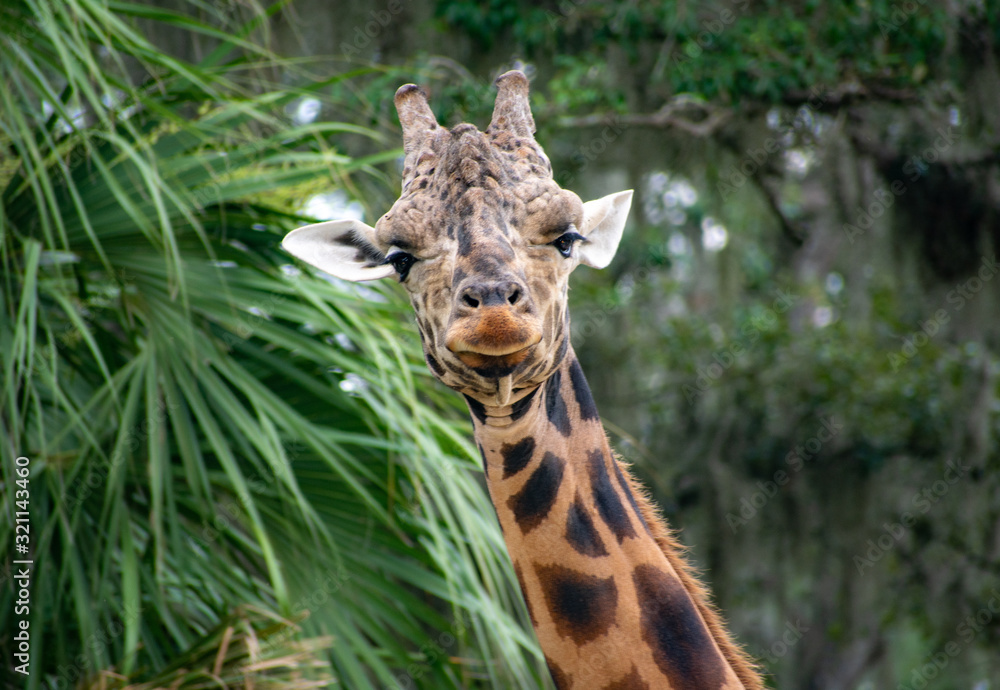 Obraz premium giraffe