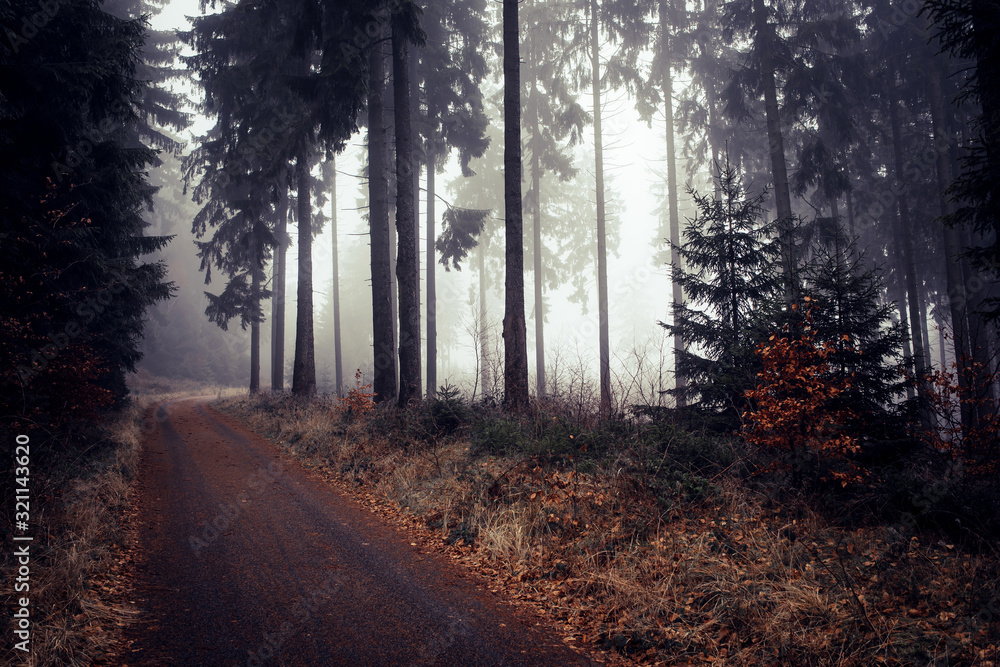 Fototapeta premium Winter Woodland