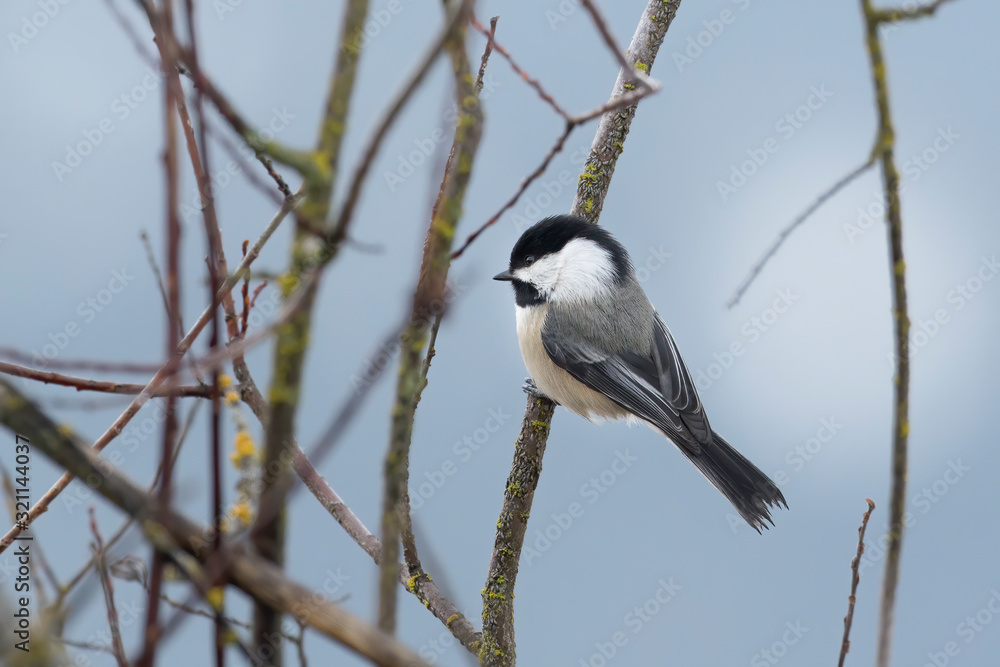Fototapeta premium Small chickadee perched on a twig.