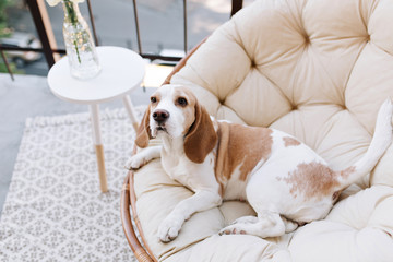 Amazing beagle dog resting after active games on balcony in summer day. Photo of cute tired puppy lies in chair near table with vase on terrace.
