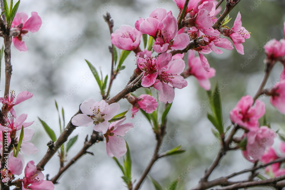 Blossoming peach in the spring in the garden, Selective focus Blossoming peach in the spring in the garden, Selective focus