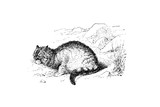Wild Cat - Vintage Engraved Illustration 1889