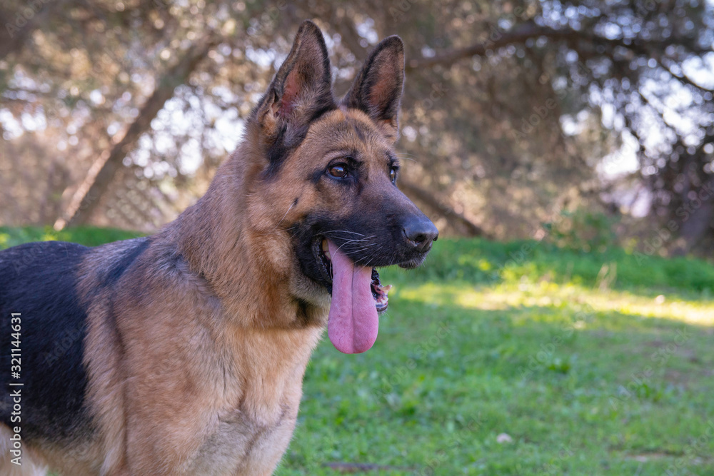 Perro de raza pastor alemán jugando en el parque.