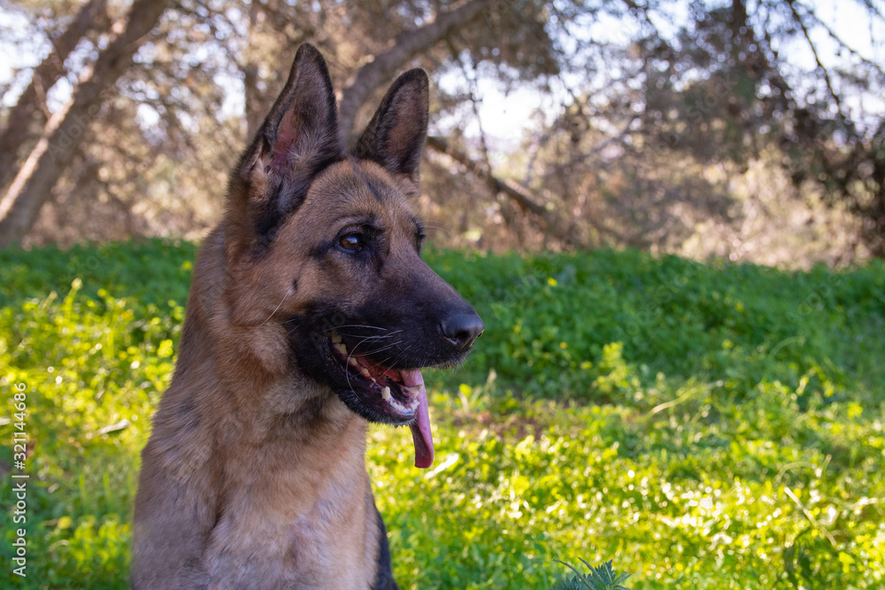 Perro de raza pastor alemán jugando en el parque.