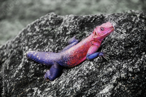 Red purple lizard lying on a stone