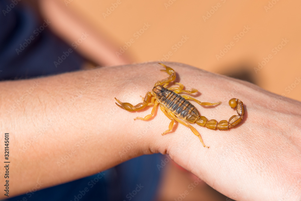Obraz premium Tiny scorpion on female hand