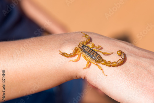 Tiny scorpion on female hand
