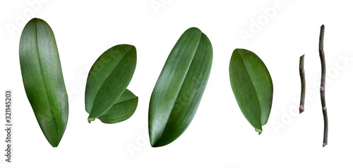 a set of orchid leaves isolated